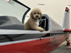 Dog sitting in airplane.